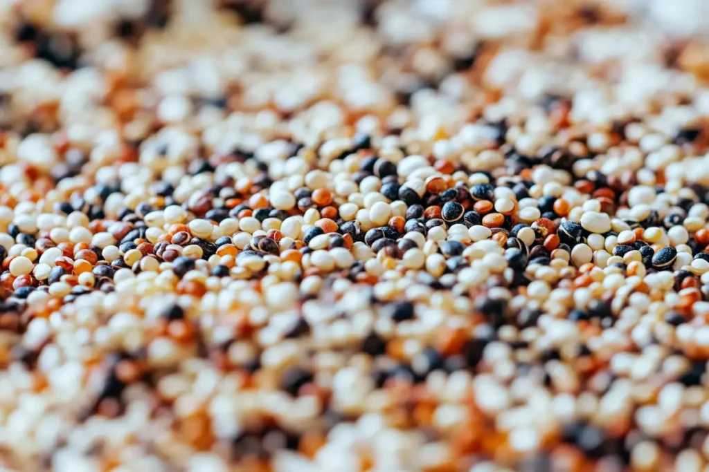 Close-up view of raw white, red, and black quinoa seeds.